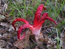 Clathrus archeri