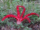 Clathrus archeri