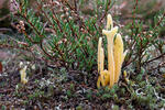 Clavaria argillacea