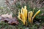 Clavaria argillacea