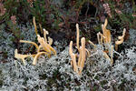 Clavaria argillacea