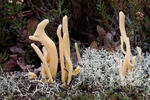 Clavaria argillacea