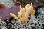 Clavaria argillacea