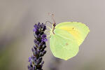 Cleopatra Butterfly