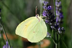 Cleopatra Butterfly