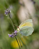 Cleopatra Butterfly