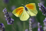 Cleopatra Butterfly