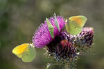 Cleopatra Butterfly