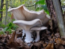 clitocybe nébuleux