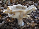 clitocybe nébuleux