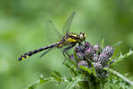 Club-tailed Dragonfly