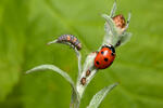 Coccinella comune