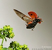 Coccinella comune
