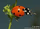 Coccinella septempunctata