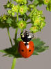 Coccinella septempunctata