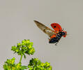 Coccinella septempunctata