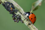 Coccinelle à sept points