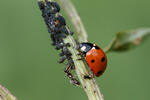 Coccinelle à sept points