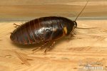 Cockroach