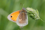 Coenonympha pamphilus