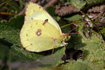 Colias hyale