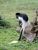 Colobus guereza