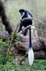 Colobus guereza