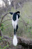 Colobus guereza