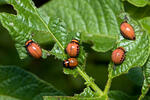 Colorado Potato Beetle