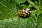 Colorado Potato Beetle