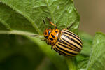 Leaf Beetles