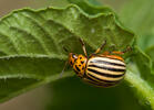 Colorado Potato Beetle