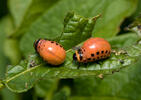 Colorado Potato Beetle