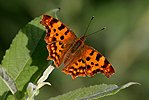 Comma Butterfly