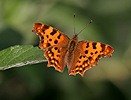 Comma Butterfly