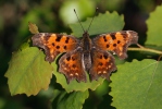 Comma Butterfly