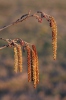 Common Alder