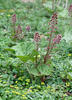 Common Butterbur