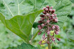 Common Butterbur