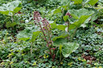 Common Butterbur