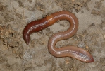 Common Earthworm