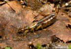 Common Earwig