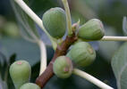 Common Fig