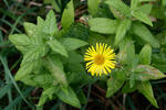 Common Fleabane