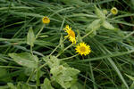 Common Fleabane