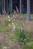 Common Foxglove