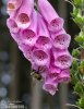 Common Foxglove