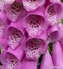 Common Foxglove