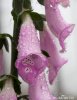 Common Foxglove