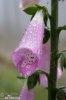 Common Foxglove